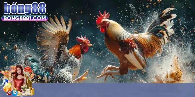 Kinh nghiệm lựa chọn kèo tại sảnh đá gà SV388