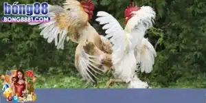 Những ưu điểm nổi trội sân chơi