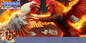 Tại sao nên lựa chọn cá cược tại sảnh