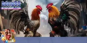Ưu điểm nổi trội khi xem đá gà trực tiếp Bong88
